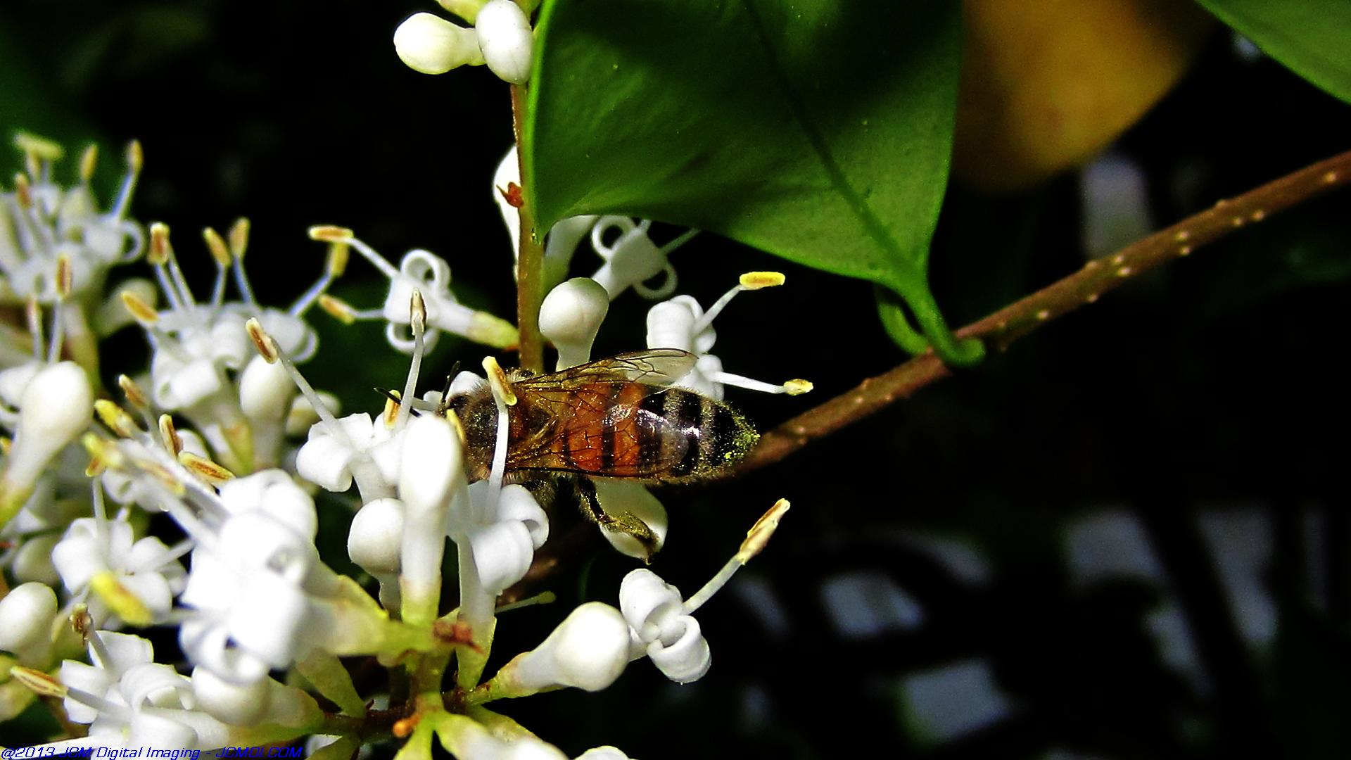Honeybees on white flowers 